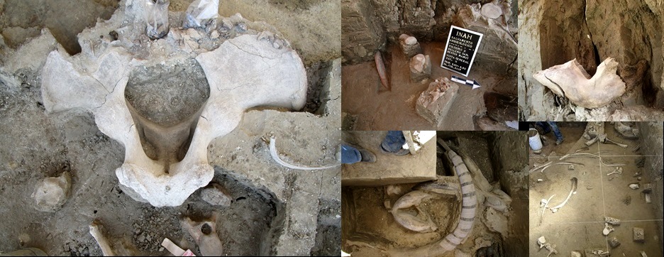 INAH halla restos de mamuts en Tultepec, Estado de México