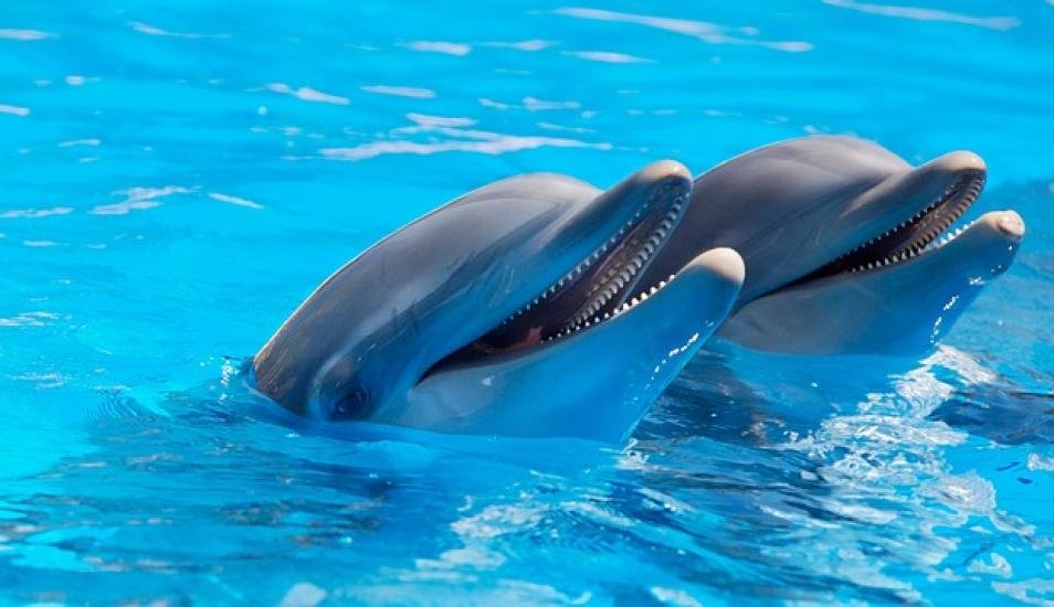 Delfines ven afectada su reproducción y supervivencia con el cambio climático: investigadores