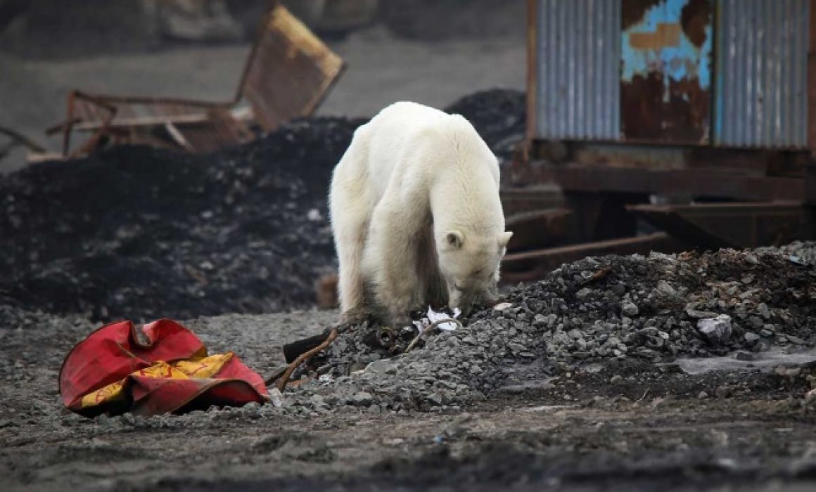 Oso polar demacrado vaga por ciudad en busca de comida