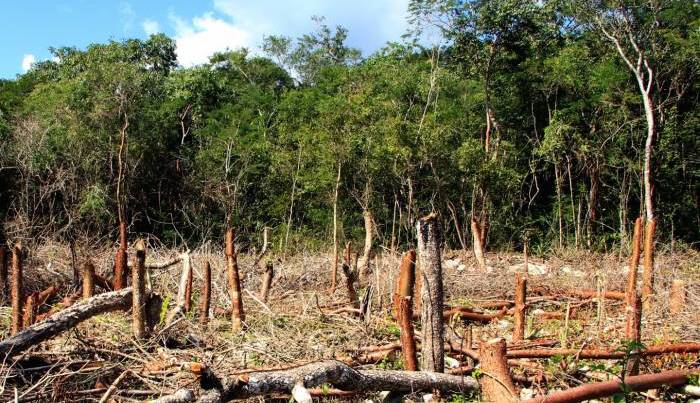 Deforestado, entre 90 y 95% de México