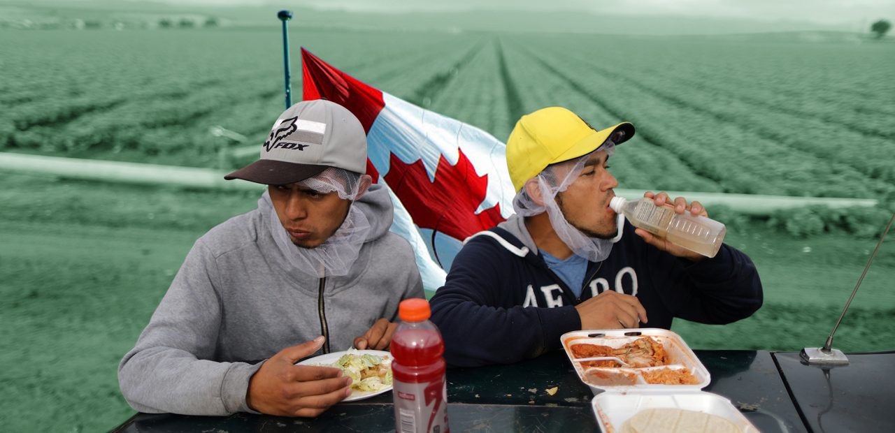Gobierno de México negó mandar trabajadores a Canadá