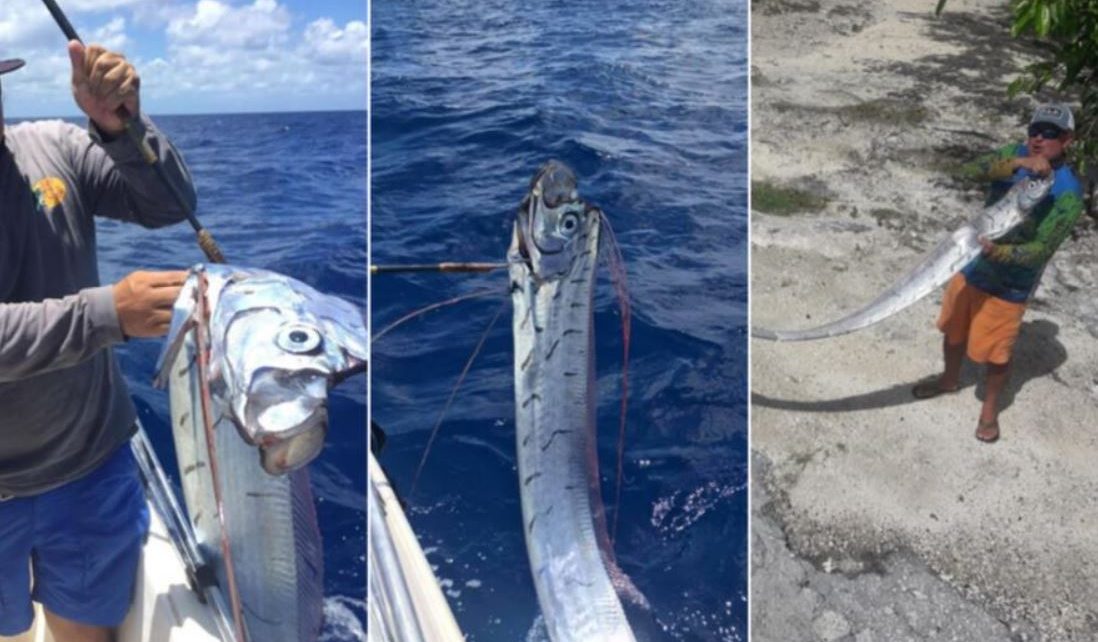 Apareció En Cozumel Un Pez Remo De Seis Metros Super9 Tv 5110