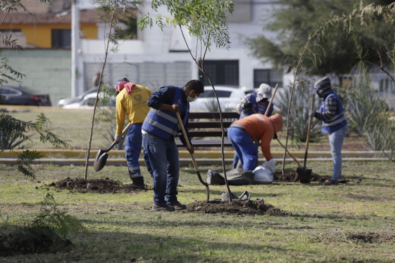Municipio de Querétaro, reconocido como “Ciudad Árbol” por Tree Cities of the World