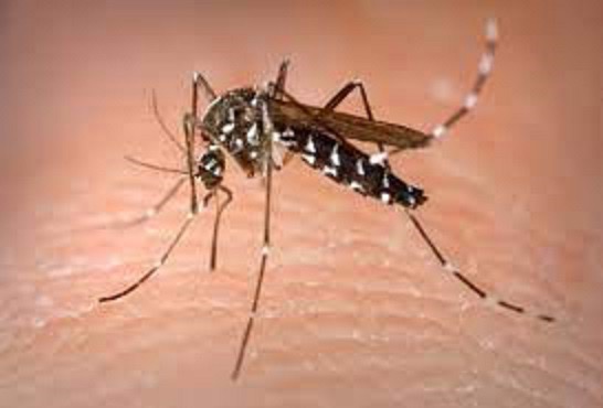 Recomendaciones para evitar Dengue, Zika y Chikungunya