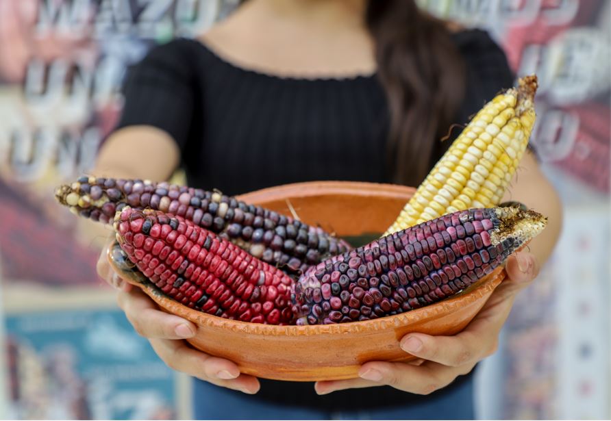 UAQ participa en el 1er. Simposio Internacional del Maíz