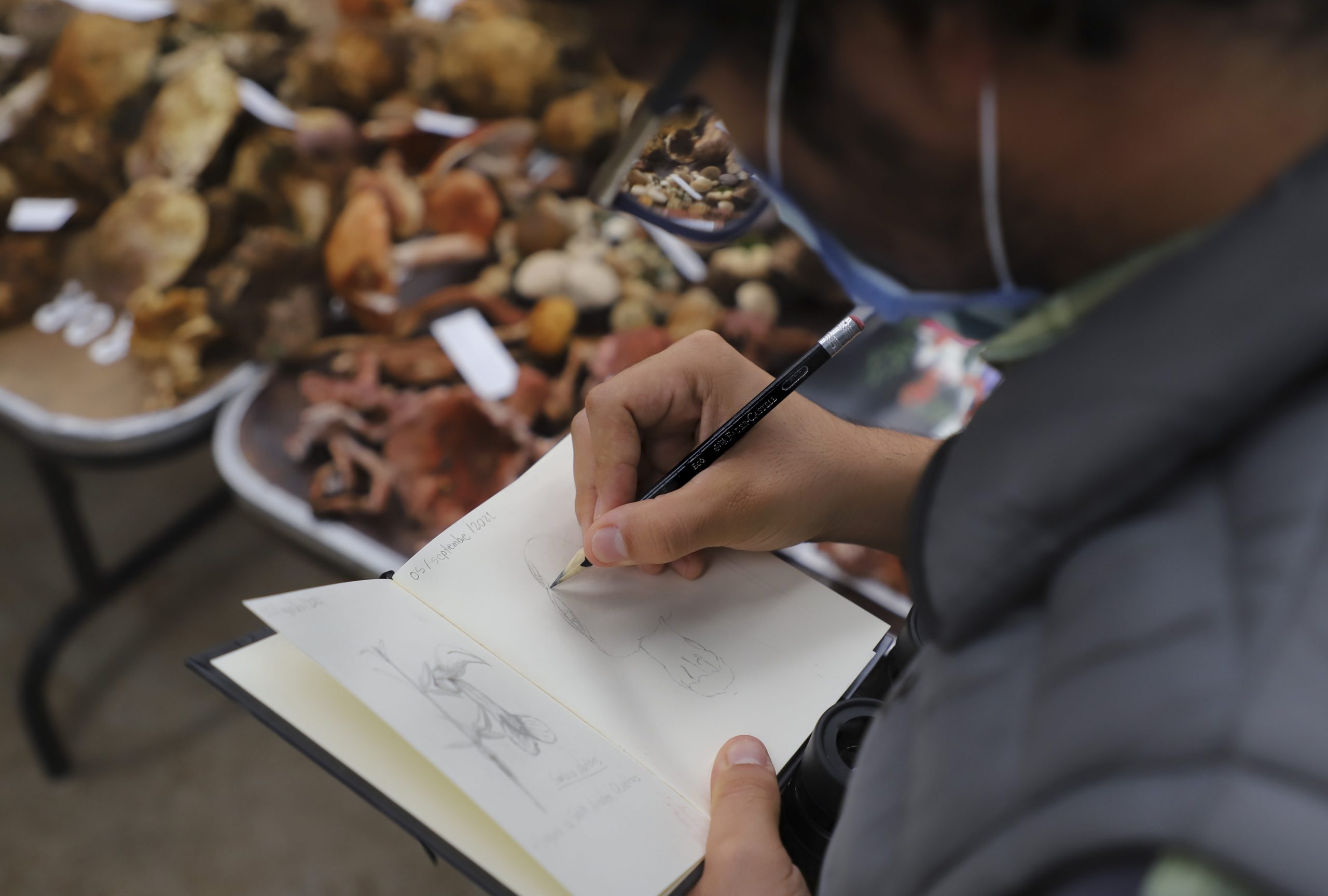 Celebra UAQ la cultura del Hongo, con tradicional Feria en Amealco