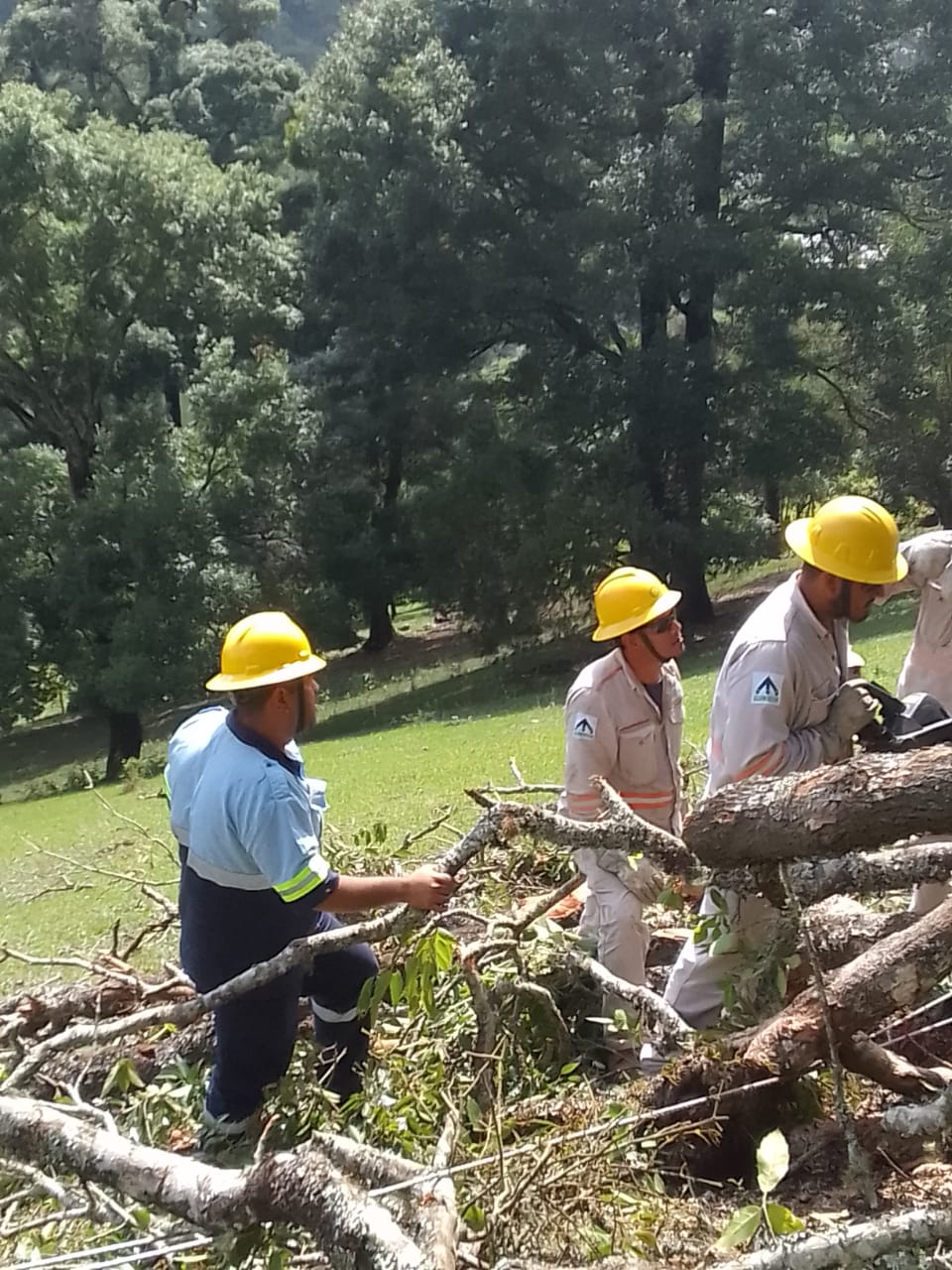 Protección Civil y CFE atienden caída de árbol sobre la línea eléctrica. |  Super9 TV