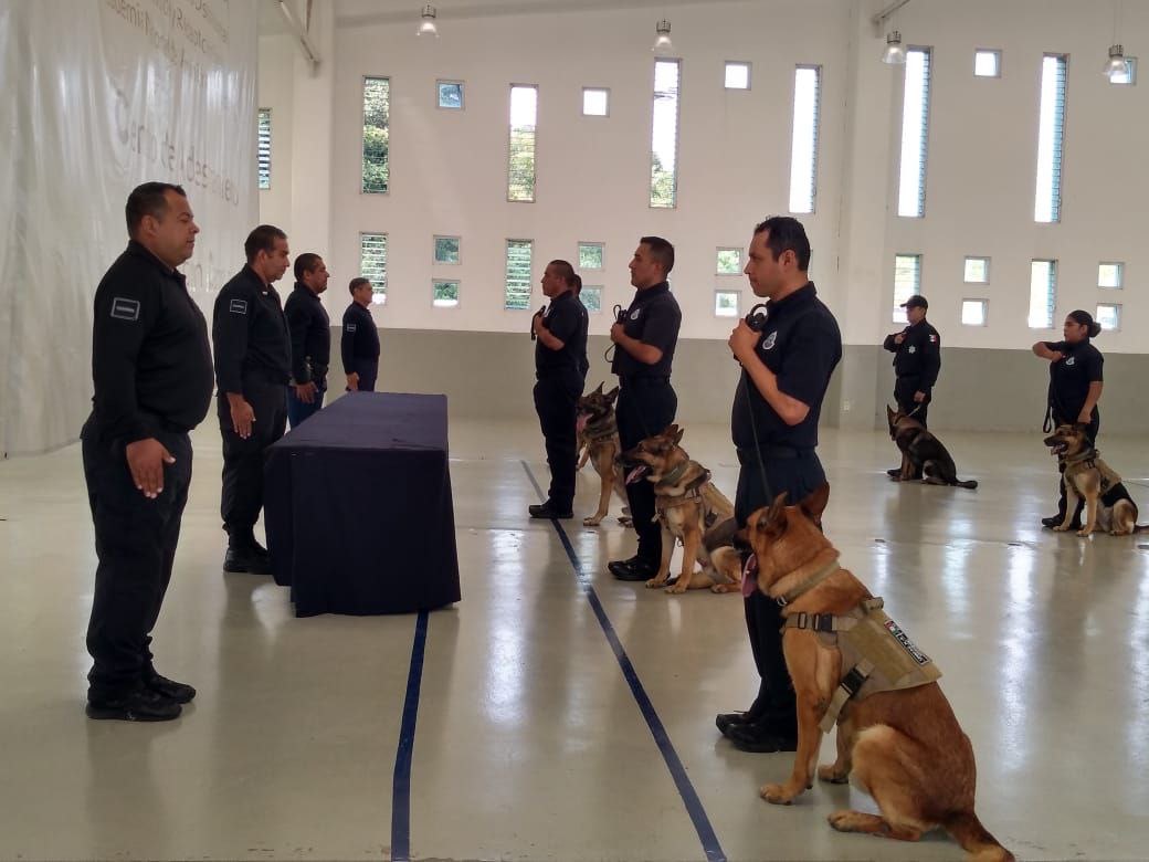 Unidad Especial Canina K9 de la CESPQ se capacita en detección de narcóticos