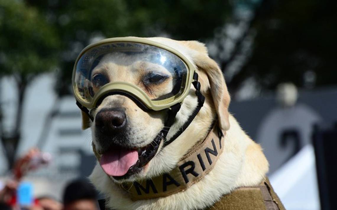 Murió Frida, la perrita rescatista que apoyó las labores de rescate en el sismo del 2017