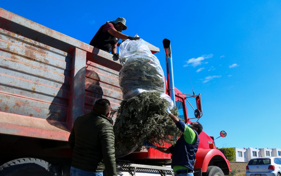 Del 9 al 13 de enero, el municipio de El Marqués realizará Campaña de Recolección de Árboles de Navidad