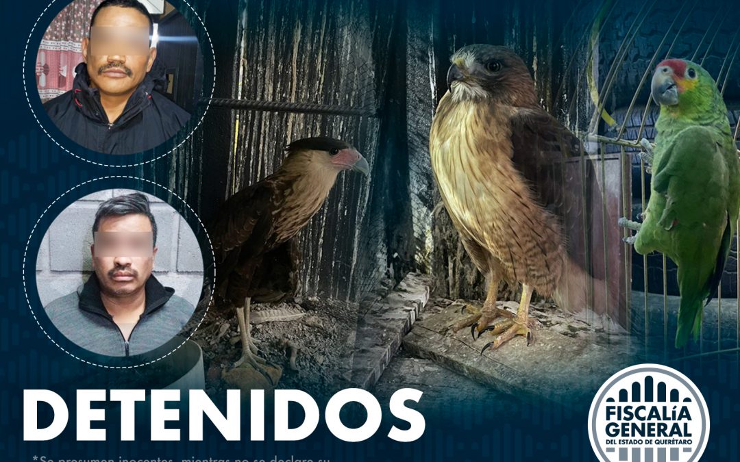 Dos detenidos con dosis de drogas y aves exóticas