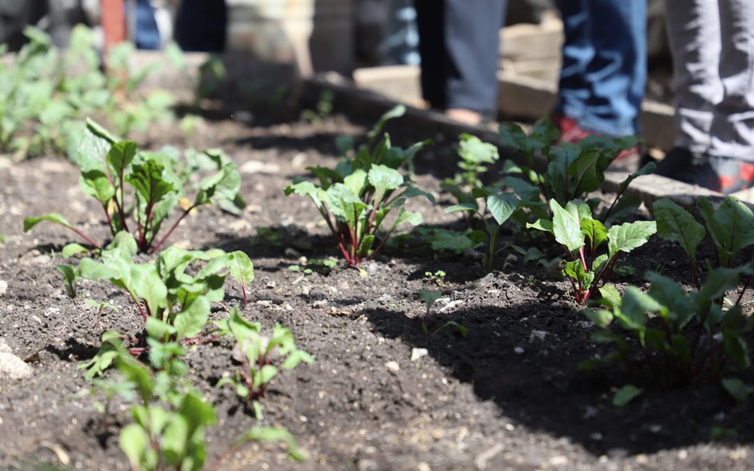 Avanza SEDEA en establecimiento de huertos sustentables en el estado