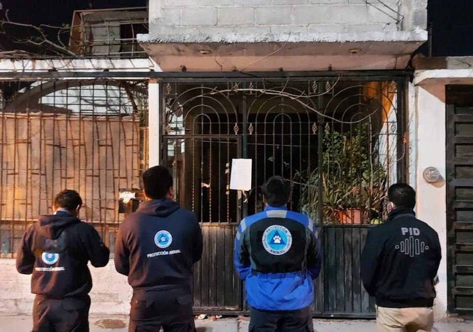 Fiscalía realiza cateo en colonia El Vergel, para rescatar 6 perros