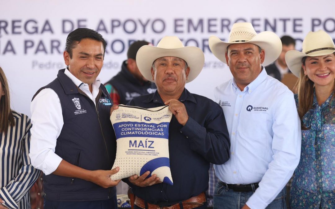 Apoya SEDEA con maíz a 426 productores de Pedro Escobedo