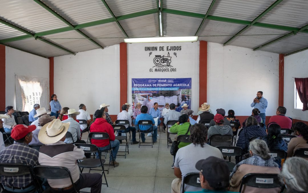 Municipio de El Marqués  impulsa la producción de frijol  para abastecer el mercado local