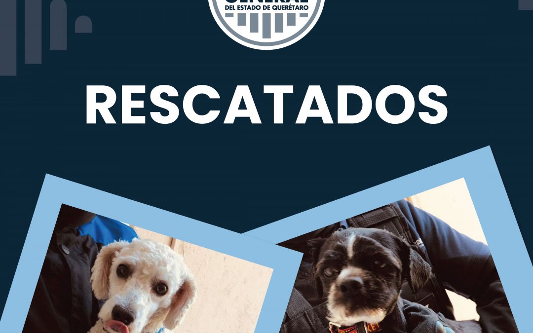 Fiscalía y Protección Animal de Querétaro rescatan a dos caninos