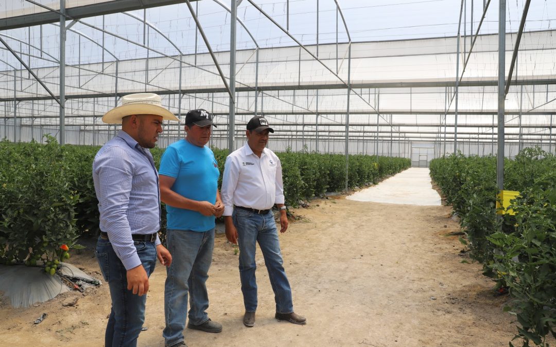 Visita titular de SEDEA invernadero de jitomate en Amealco