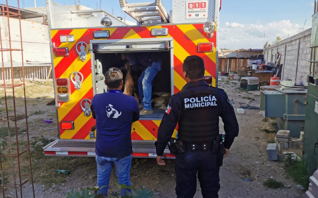 CAAM rescata a 20 caninos en situación de maltrato de una supuesta escuela de adiestramiento