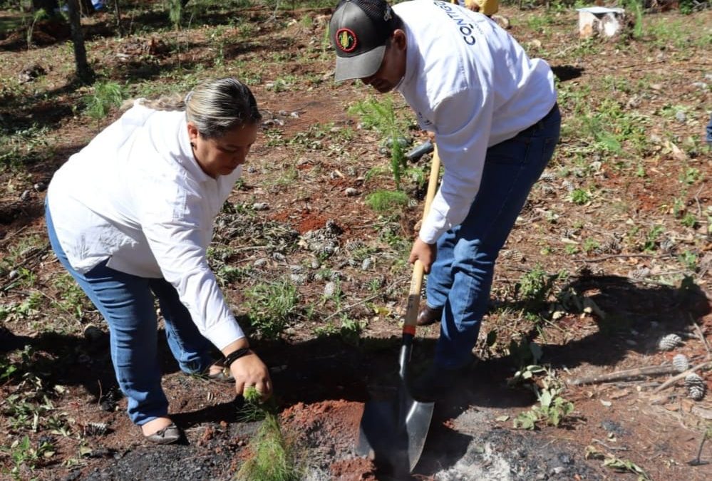 Entregan 68 mil árboles para reforestar los municipios de la Sierra Gorda: La alcaldesa de Landa, Marina Ponce, recibe 12 mil plantas de manos del Secretario de Desarrollo Agropecuario, Rosendo Anaya.
