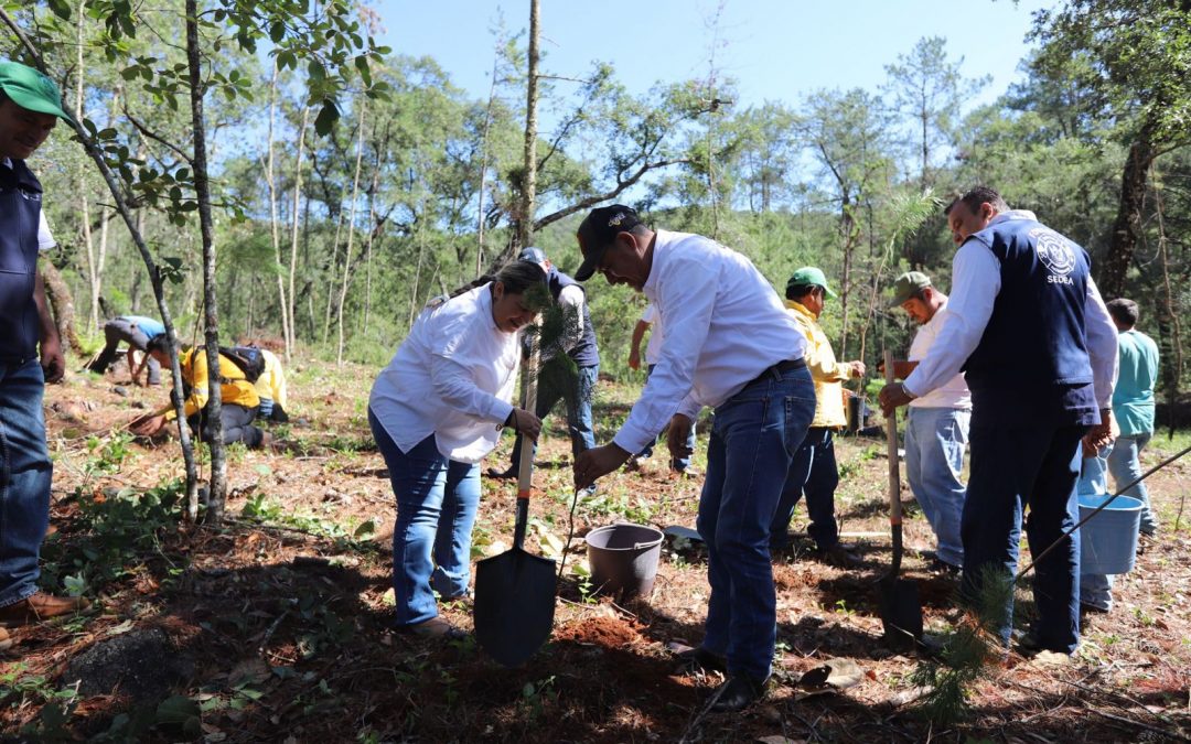 Implementa SEDEA programa de reforestación en la Sierra Gorda