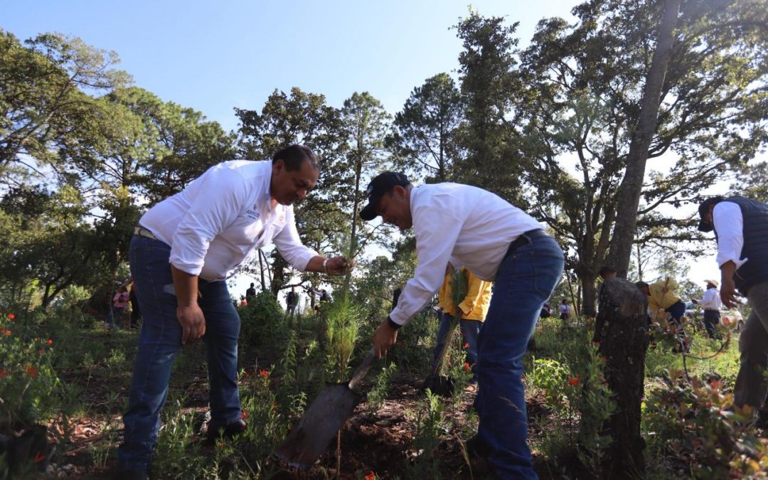 Implementa SEDEA programa de reforestación en Amealco
