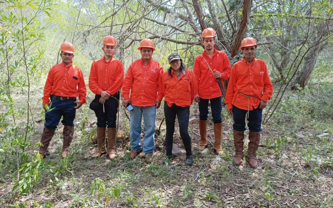 Supervisan saneamiento forestal en Valle Verde