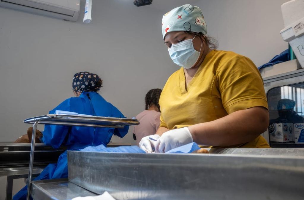 CAAM de El Marqués realiza Campaña Masiva de Esterilización
