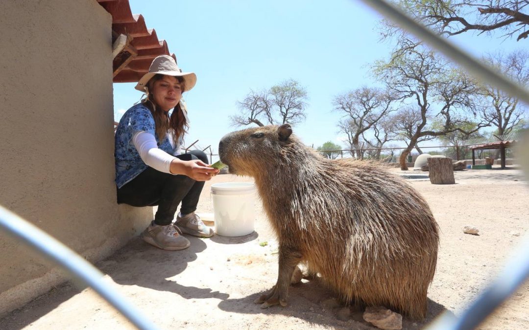 Santuaai promueve el rescate y cuidado de la fauna silvestre