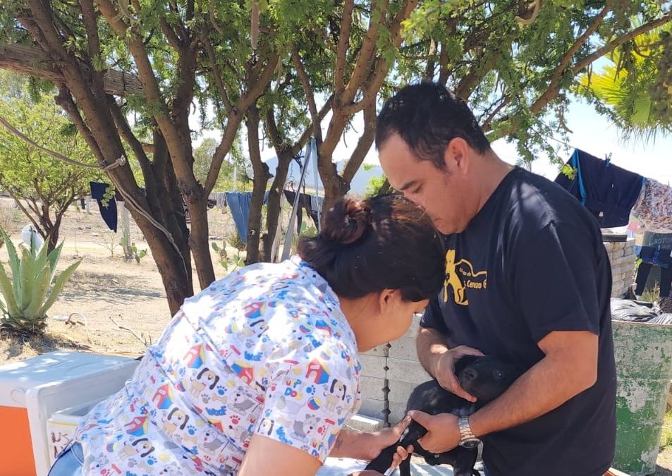 Alista Secretaría de Salud Jornada de Vacunación Antirrábica Canina y Felina 2024
