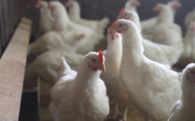 OMS confirma primer caso humano de influenza aviar AH5N2 en México; el paciente murió