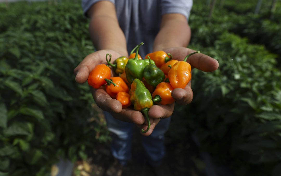 Forma UAQ a jóvenes para inserción laboral en sector agropecuario