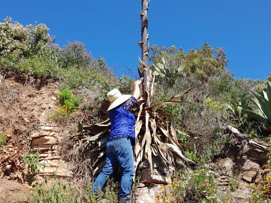Investigadores UAQ y UNAM estudian el agave en la Sierra Gorda queretana