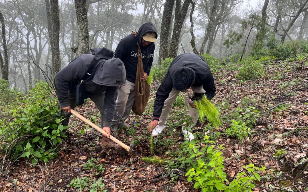 Realizan jornada de reforestación en el Madroño