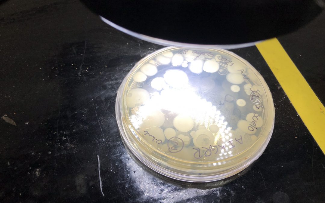 Agrobiotecnología UAQ aporta a la resolución de problemas en la producción del campo