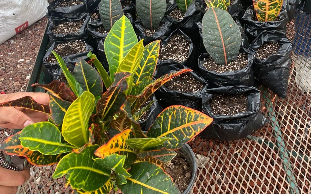 Estudiante UAQ busca remediar suelos con plomo, a través de plantas