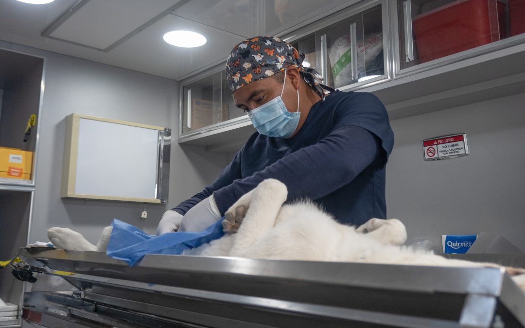 El Marqués reduce los índices de abandono y maltrato animal