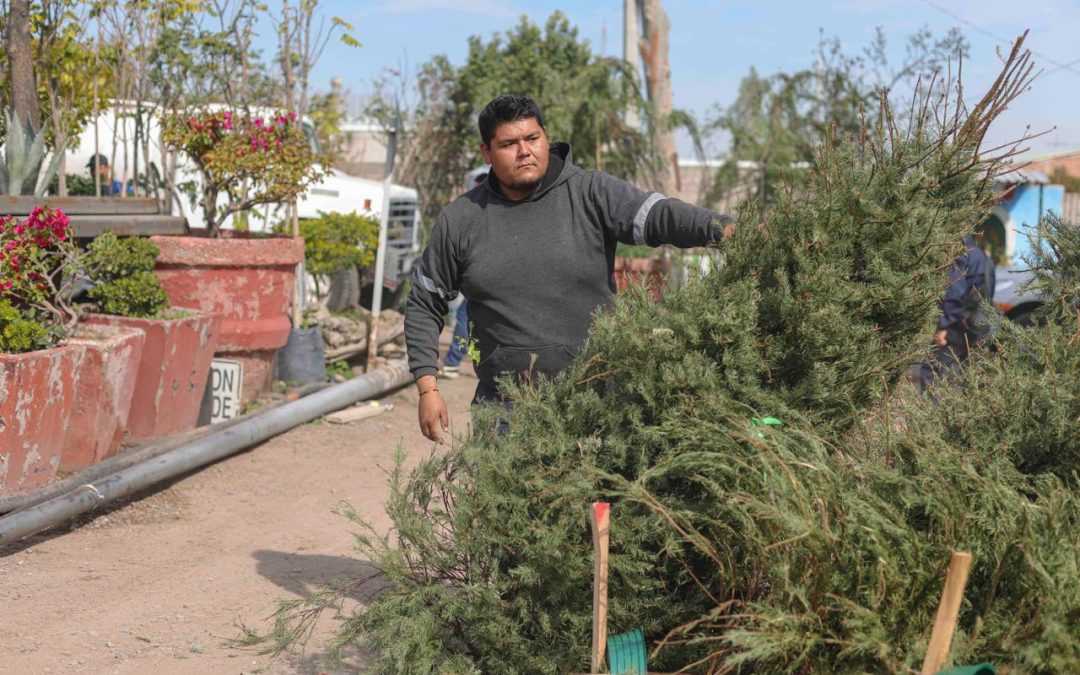 Recolectaron 225 árboles naturales de Navidad durante el mes de enero en Corregidora