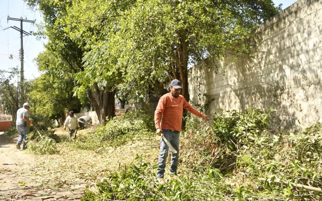 Trabajan en la poda de árboles para prevenir incidentes eléctricos en Tancoyol