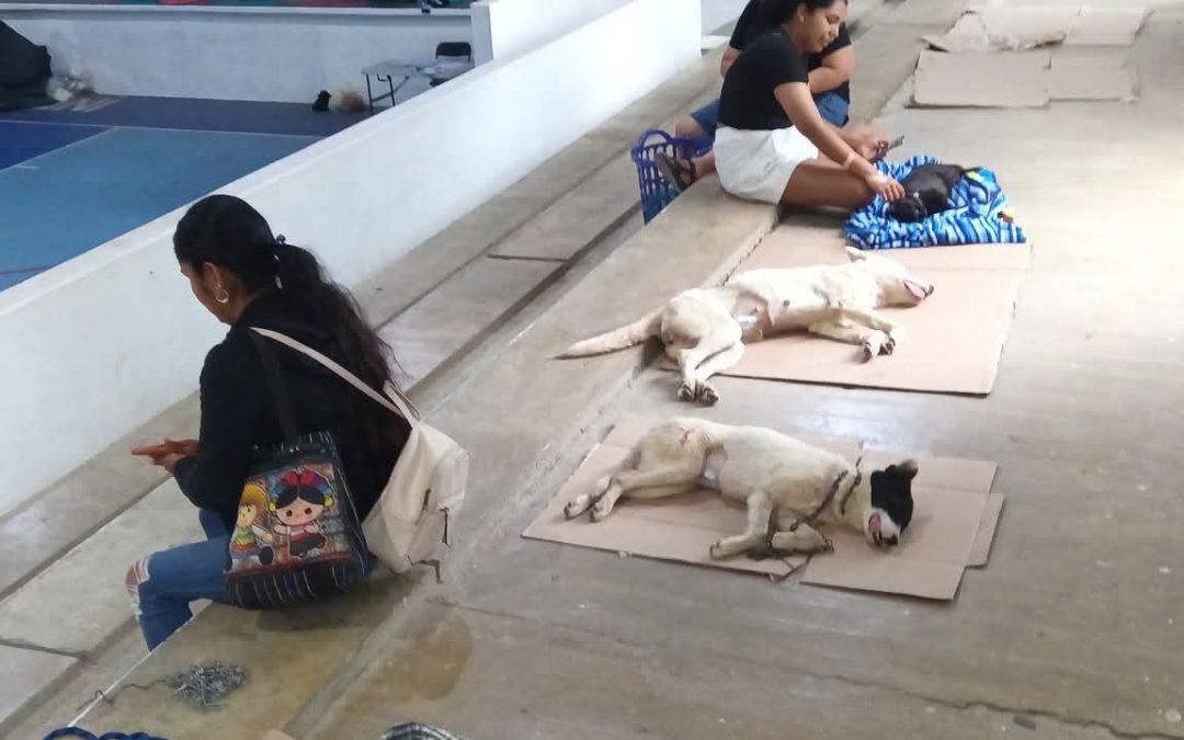 77 familias se benefician con esterilizaciones a bajo costo en Jalpan  El Gobierno Municipal, a través de la Dirección de Servicios Públicos Municipales y la Coordinación de Desarrollo Ambiental, llevó a cabo con éxito la sexta Campaña de Esterilización Canina y Felina “Corazón de la Sierra” 2025 a bajo costo, los días 3 y 4 de mayo.  Durante esta jornada, se realizaron un total de 104 esterilizaciones, beneficiando directamente a 77 familias de la región. En total, fueron atendidos 63 perros —18 machos y 45 hembras— y 41 gatos —24 machos y 17 hembras—.  Con estas acciones, la administración municipal reafirma su compromiso con el bienestar animal, la tenencia responsable de mascotas y la protección de la salud pública, promoviendo además un entorno más seguro y saludable para todos los habitantes de Jalpan.