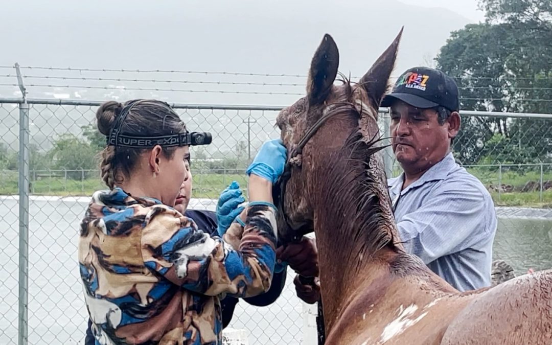 Inicia campaña de atención veterinaria para equinos en Landa de Matamoros