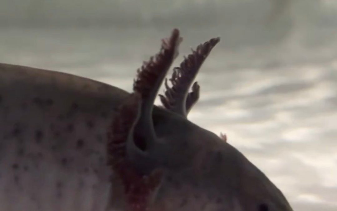 Invita SECULT a celebrar el Día Nacional del Ajolote