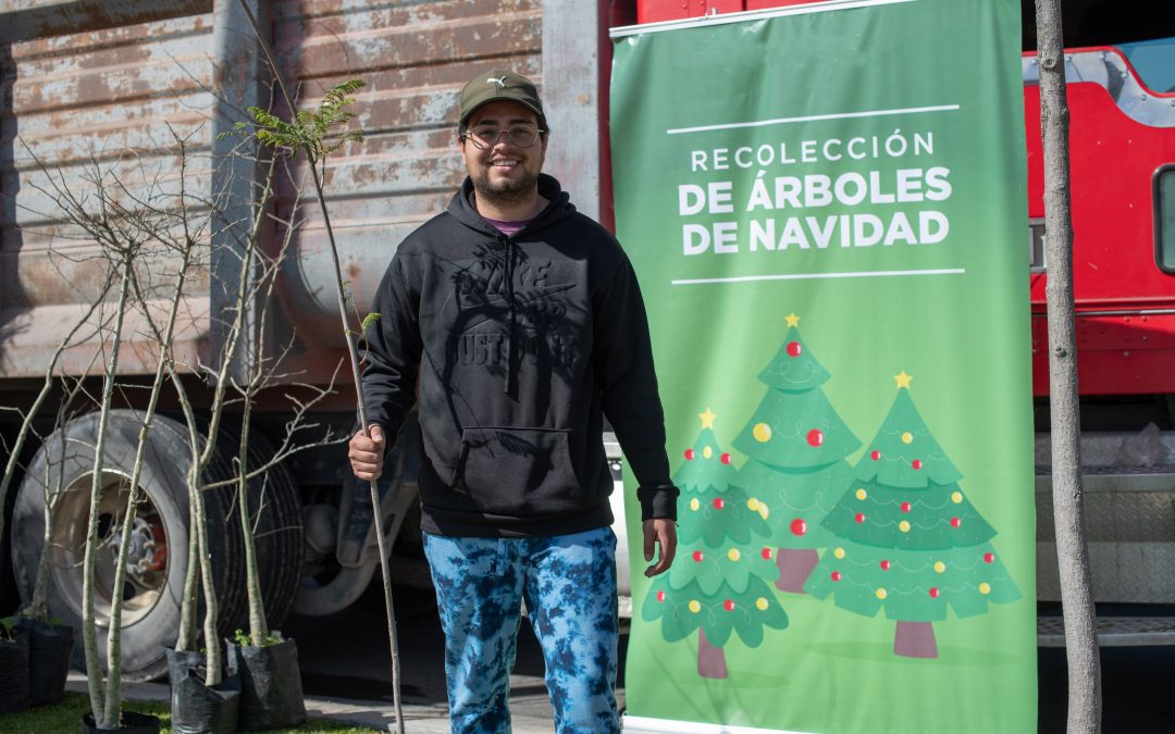 El Marqués arrancará campaña de recolección de Árboles de Navidad 2026