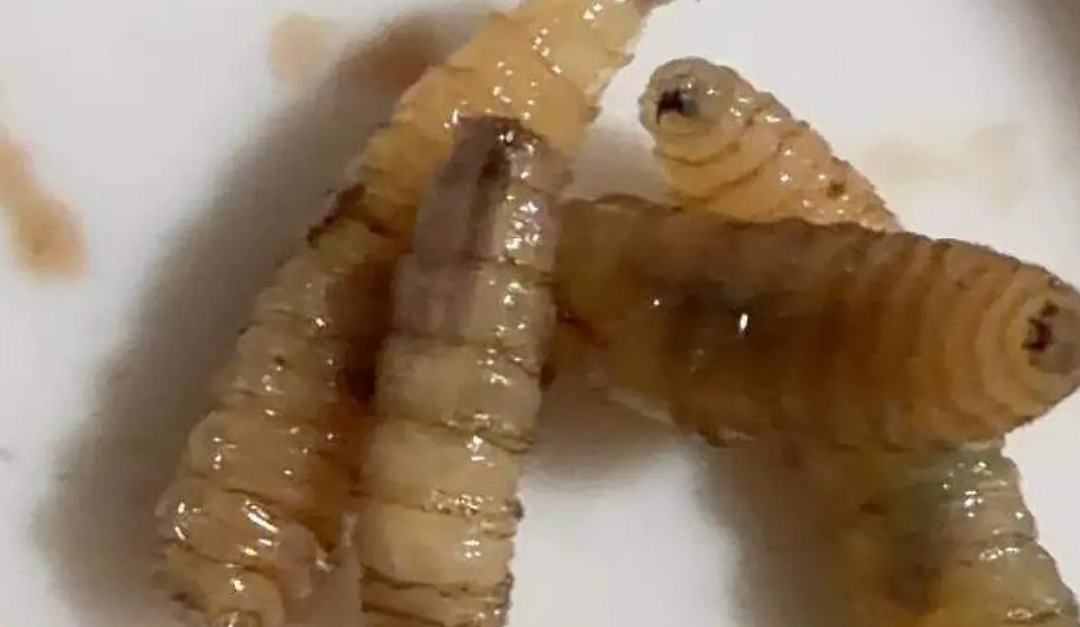 El Marqués detecta y atiende primer caso de gusano barrenador en un perro en Los Pocitos