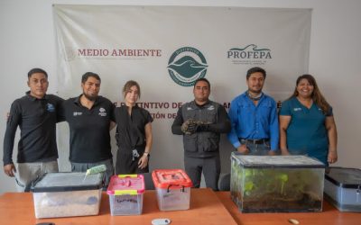 IMPA asegura especies exóticas y endémicas de Querétaro