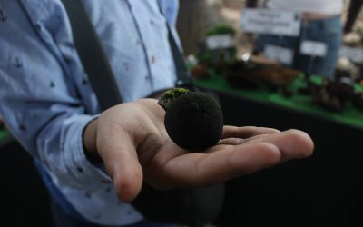Con una amplia asistencia a las diversas dinámicas establecidas este año, se realizaron actividades de recolección e identificación, una muestra gastronómica y concursos de dibujo.
