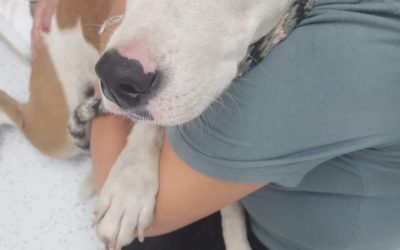 Municipio de Querétaro rescata a un canino atrapado en una rejilla de desagüe